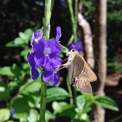 Borbo cinnara