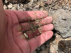 Euphorbia gracillima