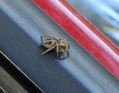 Habronattus klauseri