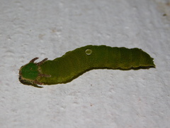 Charaxes