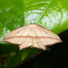 Timandra convectaria