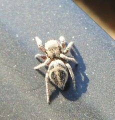 Habronattus klauseri