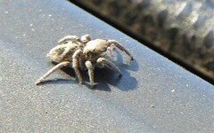 Habronattus klauseri