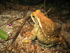 Rhinella arenarum