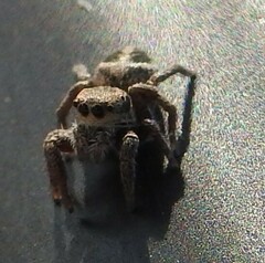 Habronattus klauseri