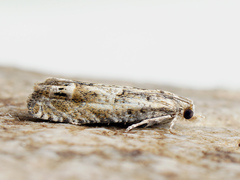 Eucosma aemulana