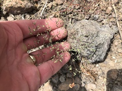 Euphorbia gracillima