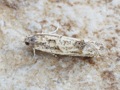 Eucosma aemulana