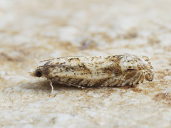 Eucosma aemulana