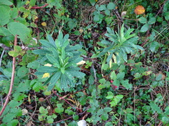 Euphorbia amygdaloides
