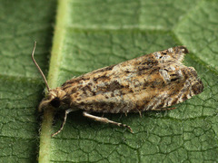 Eucosma aemulana