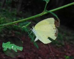 Eurema hecabe hecabe
