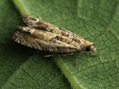 Eucosma aemulana