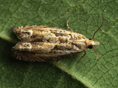 Eucosma aemulana