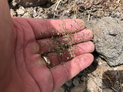 Euphorbia gracillima