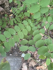 Robinia