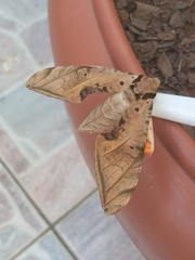 Protambulyx strigilis