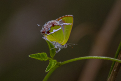 Chlorostrymon simaethis simaethis