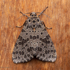 Olepa ricini