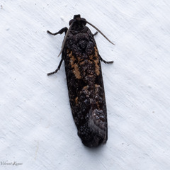 Cryptaspasma