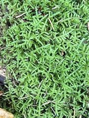 Callicladium imponens