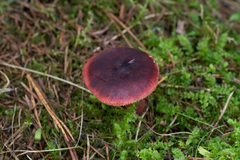 Russula queletii