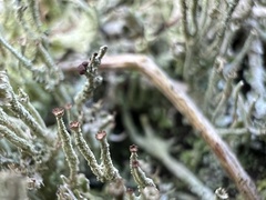 Cladonia gracilis