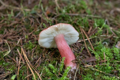 Russula queletii