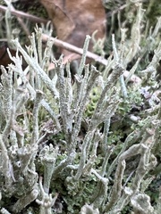 Cladonia gracilis