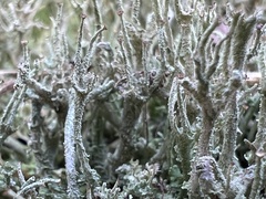 Cladonia gracilis