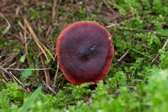 Russula queletii