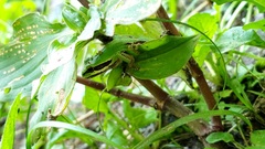 Hyla