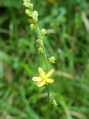 Agrimonia incisa