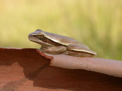 Boana pulchella