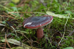 Russula queletii