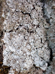 Parmelina