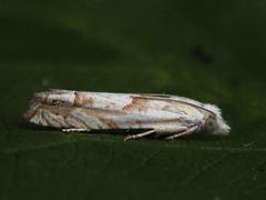 Eucosma agnatana