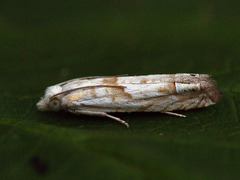 Eucosma agnatana