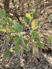 Lonicera nummulariifolia