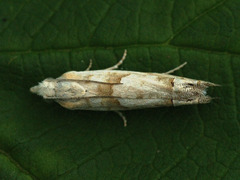 Eucosma agnatana