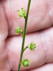 Agrimonia incisa