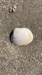 Arcidae