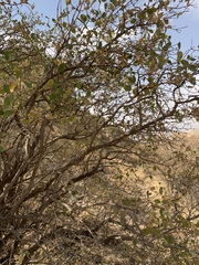 Lonicera nummulariifolia