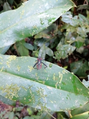 Leptoscelis tricolor