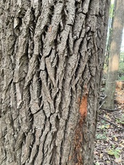 Ulmus