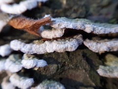 Trichaptum abietinum