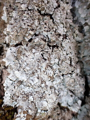 Parmelina