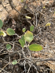 Lonicera nummulariifolia