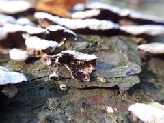 Trichaptum abietinum