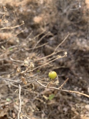 Lonicera nummulariifolia